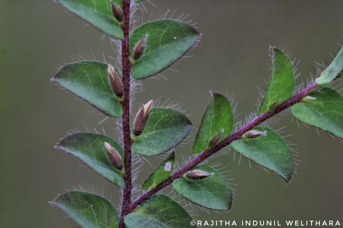 Crotalaria hebecarpa (DC.) Rudd